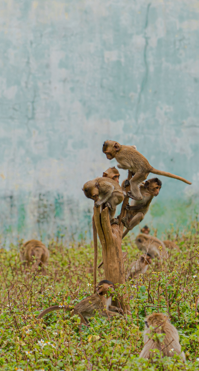 广西平南雄森动物园