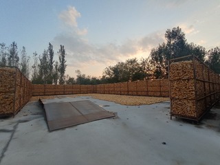 1000028036