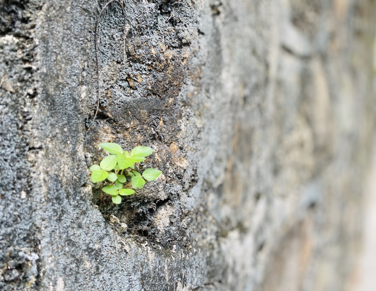 夹缝求生也不影响生命绚烂