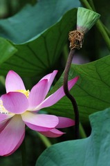 IMG_1136_光影_1