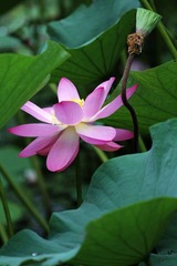 IMG_1136_光影_2