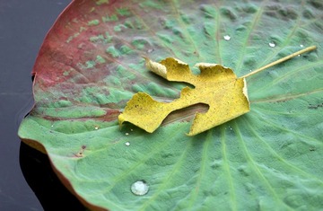 IMG_1201_光影_1