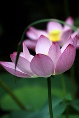 IMG_1206_光影_1