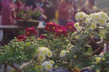 IMG_0643_光影_1