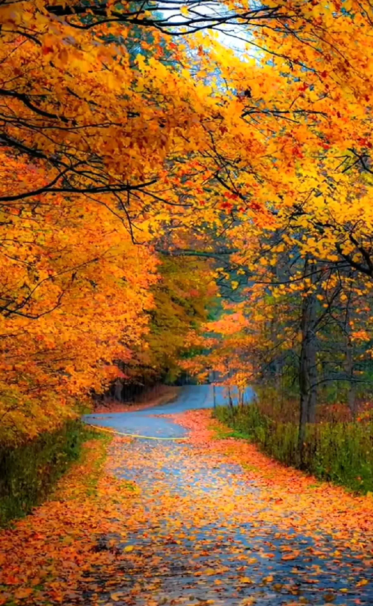 枫叶的秋天美景