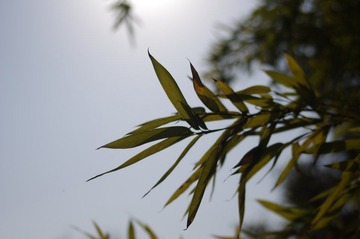IMGP2187.JPG