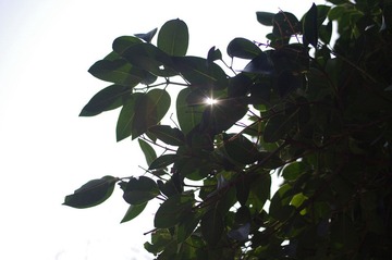 IMGP2492.JPG
