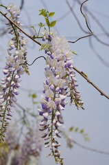 _IGP2855.JPG