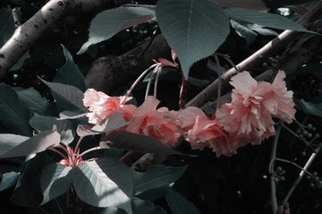 _IGP2868.JPG