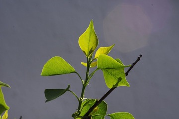 _IGP3073.JPG