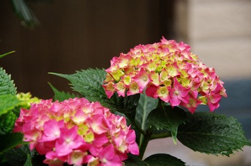 IMGP3704.JPG
