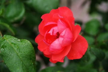 IMGP3745.JPG