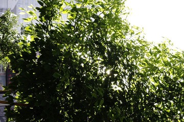 _IGP4730.JPG