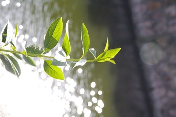 _IGP4761.JPG