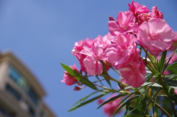 IMGP5039.JPG