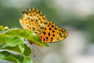 1443057