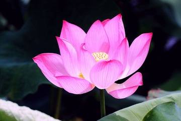 荷