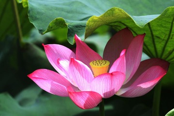 荷
