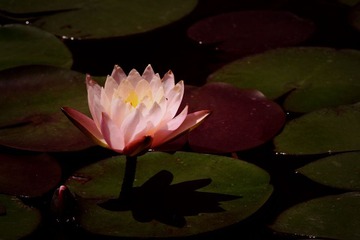 睡莲
