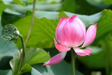 荷