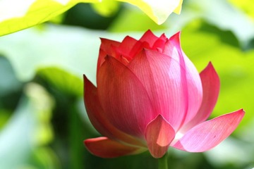 荷