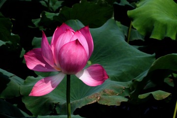 荷