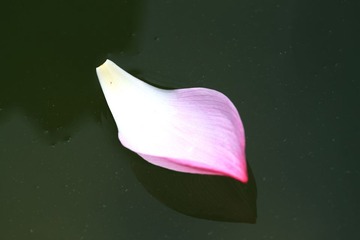 荷