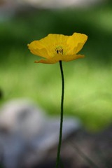 花儿为什么那样黄