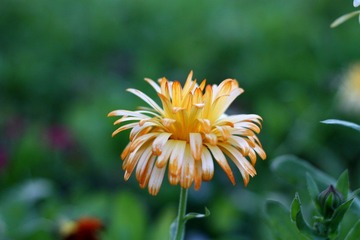 秋菊