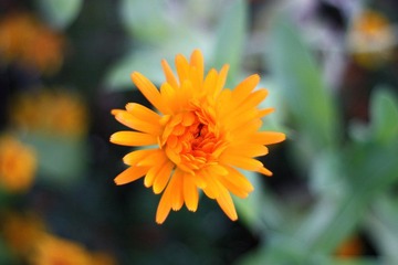 秋菊