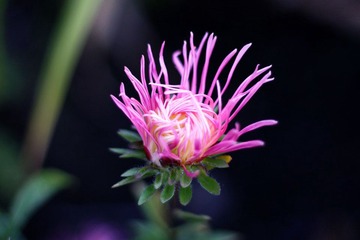 秋菊