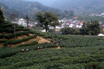 梅坞茶园