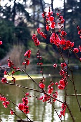梅花