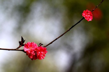 一枝梅