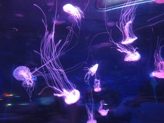 2C819A7B-FDBE-44E9-984E-3D2AE5CD1F22/L0/001