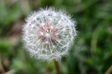 孤独的蒲公英