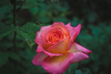 D5198FA2-F323-45AE-8452-B3D66287A97A/L0/001