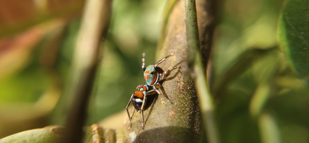 玉翠蛛是好漂亮的蜘蛛啊不结网的蜘蛛会伺机而动抢蚂蚁宝宝来吃的土匪