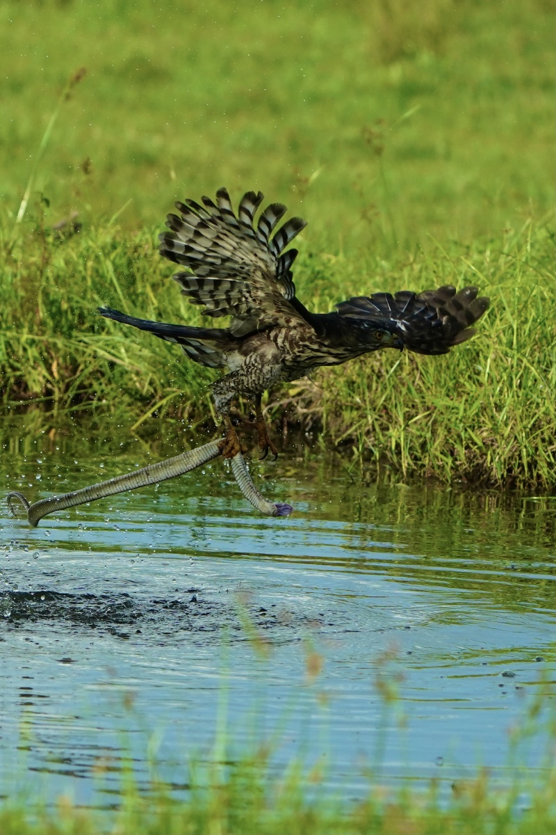 一只老鹰从水中叼起一条蛇