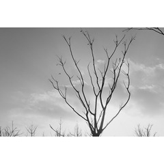 0C50774F-3E80-49DA-A931-798D2559FCE4/L0/001