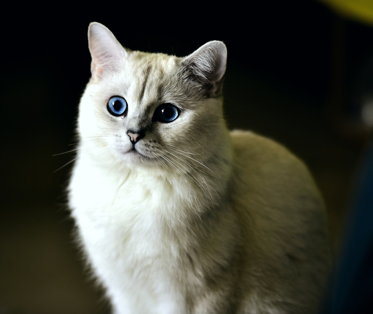 猫星人来了给点鱼吧