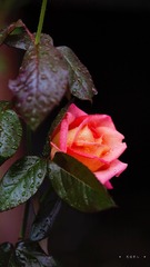 51471F0B-4356-4DAC-83EF-F3C477EAC455/L0/001