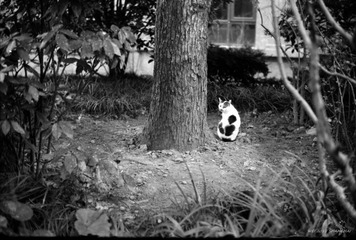 IMG ACROS100 2014 3_0006_