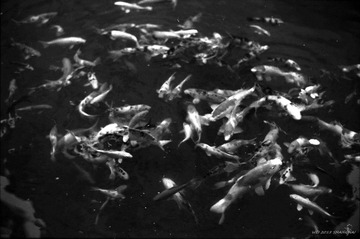 IMG ACROS100 2014 3_0008_