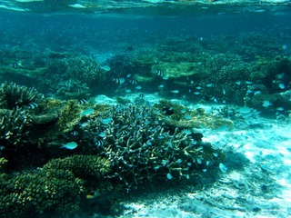 DSCF0004a