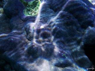 DSCF0032a