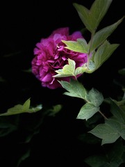 8786725E-C7DC-485B-A21C-5098FCD3E08C/L0/001