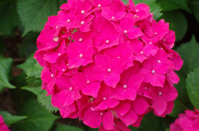 五六月份的绣球花