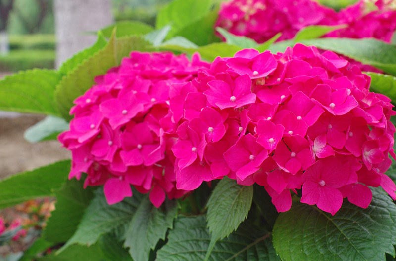 五六月份的绣球花