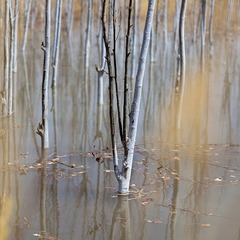 _MG_4631.jpg